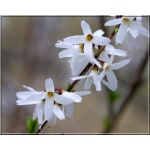 Abeliophyllum distichum - Biała forsycja koreańska - Abeliofylum koreańskie - białe FOTO 