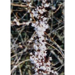 Abeliophyllum distichum - Biała forsycja koreańska - Abeliofylum koreańskie - białe FOTO 