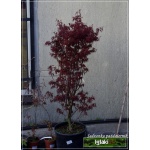 Acer palmatum Atropurpureum - Klon palmowy Atropurpureum holland C_25 _100-120cm 