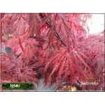 Acer palmatum Garnet - Klon palmowy Garnet C_15 60-100cm 