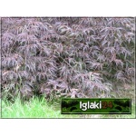 Acer palmatum Garnet - Klon palmowy Garnet C_15 60-100cm 
