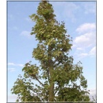 Acer pseudoplatanus Leopoldii - Klon jawor Leopoldii PA _150-200cm C_10 _150-200cm