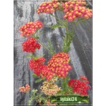 Achillea millefolium Paprika - Krwawnik pospolity Paprika - ognisto czerwony, wys 70, kw 6/9 FOTO