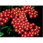 Achillea millefolium Paprika - Krwawnik pospolity Paprika - ognisto czerwony, wys 70, kw 6/9 C0,5 