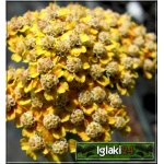 Achillea millefolium Terracotta - Krwawnik pospolity Terracotta - żółto-brązowy, wys. 80, kw 6/8 C0,5