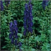 Aconitum Henryi Sparks Variety - Tojad henrego Sparks Variety - niebiesko-fioletowe, wys 150, kw 7/8 C0,5