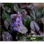 Ajuga reptans Mahogany - Dąbrówka rozłogowa Mahogany - kwiaty niebieskie, liście ciemno purpurowe, wys. 20, kw. 5/6 C1,5