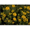 Alyssum montanum Berggold - Smagliczka pagórkowa Berggold - Smagliczka piaskowa Berggold - żółty, wys. 15, kw. 6/8 FOTO 