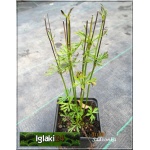 Anemone lesseri Rubra - Anemone multifida Rubra - Zawilec wielosieczny Rubra - czerwono-karminowe, wys 30, kw 5/6 C0,5 