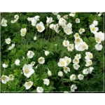 Anemone sylvestris - Zawilec wielokwiatowy - biały, wys 20, kw 4/5 C0,5