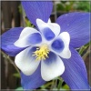 Aquilegia caerulea Blue Star - Orlik błękitny Blue Star - fioletowo-niebieski, wys. 60, kw. 4/5 FOTO