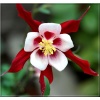 Aquilegia caerulea Crimson Star - Orlik błękitny Crimson Star - czerwony, wys. 50, kw 5/6 FOTO 