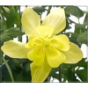 Aquilegia caerulea Spring Magic Yellow - Orlik błękitny Spring Magic Yellow - żółte, wys. 50, kw 4/5 FOTO