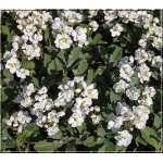 Arabis caucasica Plena - Gęsiówka kaukaska Plena - biała pełna, wys 8/15, kw 4/5 C0,5