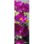Arabis caucasica Rosea - Gęsiówka kaukaska Rosea - różowa, wys 8/15, kw 3/5 C0,5