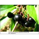 Aronia melanocarpa - Aronia czarna FOTO