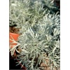 Artemisia schmidtiana Silver Mound - Bylica Schmidta Silver Mound - żółte, wys. 30, kw. 6/7 FOTO  