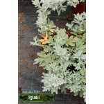 Artemisia stelleriana Silver Brocade - Bylica Stellera Silver Brocade - żółte, wys. 30, kw. 6/8 C0,5
