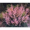 Astilbe simplicifolia Hennie Graafland - Tawułka pojedyńczolistna Hennie Graafland - jasnoróżowy, wys 50, kw 7/8 C0,5 
