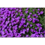 Aubrieta cultorum Blaumeise - Żagwin ogrodowy Blaumeise - fioletowy, wys 10, kw 4/5 C0,5
