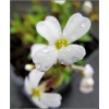 Aubrieta deltoides Alba - Żagwin zwyczajny Alba - białe, wys. 15, kw. 4/5 C1,5 xxxy