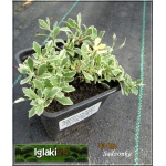 Aubrieta variegata - Żagwin variegata - biało-plamiasty liść, wys 10, kw 4/5 FOTO