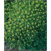 Azorella trifurcata - Azorella trójwidlasta - żółte, wys. 10, kw. 6/7 FOTO