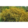 Berberis stenophylla - Berberys wąskolistny - żółte FOTO 