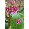 Bergenia cordifolia Pinneberg - Bergenia sercowata Pinneberg - różowy, przebarwia liście, wys 50, kw 4/5 FOTO