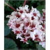 Bergenia cordifolia Silberlicht - Bergenia sercolistna Silberlicht - jasny róż, prawie biała, wys. 35, kw 3/4 FOTO