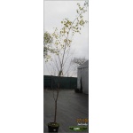 Betula pendula - Betula alba - Betula verrucosa - Brzoza brodawkowata ob. 6-8 C_15 350-450cm 