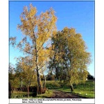 Betula pendula - Betula alba - Betula verrucosa - Brzoza brodawkowata ob. _12-14 C_35 _350-450cm