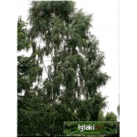 Betula pendula - Betula alba - Betula verrucosa - Brzoza brodawkowata ob. _12-14 C_35 _350-450cm