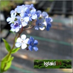 Brunnera macrophylla - Brunera wielkolistna - Niezapominajka kaukaska - niebieski, wys. 40, kw 5/6 C2