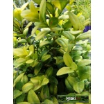 Buxus sempervirens Aurea - Bukszpan wieczniezielony Aurea C2 20-30cm