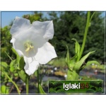 Campanula persicifolia Alba - Dzwonek brzoskwiniolistny Alba - biały, wys. 100, kw 6/8 C0,5
