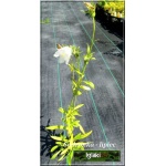Campanula persicifolia Alba - Dzwonek brzoskwiniolistny Alba - biały, wys. 100, kw 6/8 FOTO