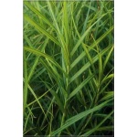 Carex muskingumensis - Turzyca palmowa - palmowe kłosy, wys 60, kw 6/8 C2 xxxy