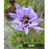 Catananche caerulea - Kupidynek błękitny - fioletowe, wys. 60, kw 6/9 FOTO