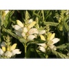 Chelone obliqua Alba - Żółwik ukośny biały - białe, wys. 60, kw. 7/9 C0,5 xxxy
