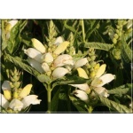 Chelone obliqua Alba - Żółwik ukośny biały - białe, wys. 60, kw. 7/9 C0,5 xxxy