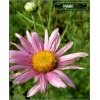 Chrysanthemum Rubellum Clara Curtis - Złocień czerwonawy Clara Curtis - różowy, wys 70, kw 8/9 C2