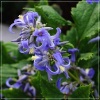 Clematis heracleifolia New Love - Powojnik barszczolistny New Love - fioletowo-niebieskie, wys. 100, kw. 7/9 FOTO zzzz