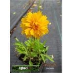 Coreopsis Grandiflora Early Sunray - Nachyłek wielkokwiatowy Early Sunray - żółty półpełny, wys 50, kw 6/8 C0,5