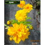 Coreopsis grandiflora Sunray - Nachyłek wielkokwiatowy Sunray - żółty pełny, wys 50, kw 6/8 C0,5