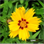 Coreopsis grandiflora Sunray - Nachyłek wielkokwiatowy Sunray - żółty pełny, wys 50, kw 6/8 FOTO