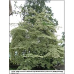 Cornus controversa - Dereń drzewiasty - Dereń pagodowy - białe C7,5 40-60cm