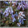 Corydalis elata Purple Leaf - Kokorycz wzniesiona Purple Leaf - niebieskie, liść czerwono zielony, wys. 25, kw 6/7 FOTO