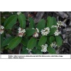 Cotoneaster salicifolius - Irga wierzbolistna C2 15-20cm