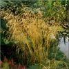 Deschampsia cespitosa Goldgehange - Śmiałek darniowy Goldgehange - jasnozłote kłosy, wys. 60, kw. 6/8 FOTO